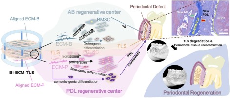 Hierarchically patterned triple-layered gelatin-based electrospun membrane functionalized by cell-specific extracellular matrix for periodontal regeneration
