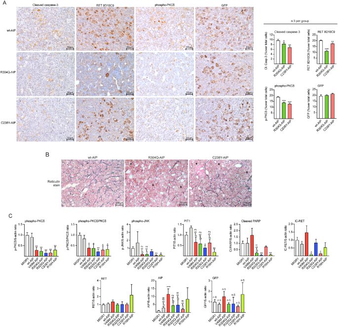 Correction: RET signalling provides tumorigenic mechanism and tissue specificity for AIP-related somatotrophinomas
