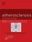 The more the merrier: Severe vascular injury increases engagement of smooth muscle cell clones in intimal repair