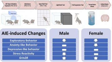 Adolescent Intermittent Ethanol Exposure Alters Adult Exploratory and Affective Behaviors, and Cerebellar Grin2B Expression in C57BL/6&nbsp;J Mice