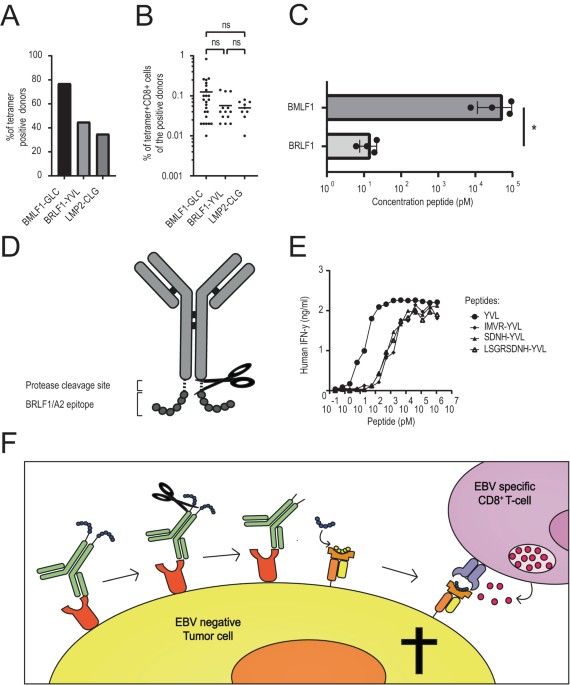 Antibody-mediated delivery of viral epitopes to redirect EBV-specific CD8+ T-cell immunity towards cancer cells