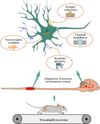 Exercise-induced adaptation of neurons in the vertebrate locomotor system