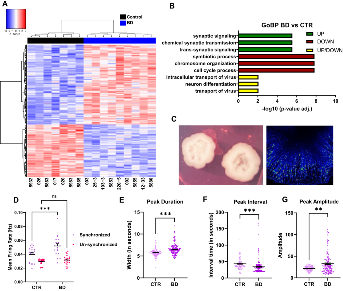 Impaired neural stress resistance and loss of REST in bipolar disorder