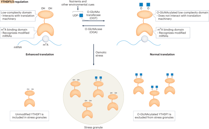 O-GlcNAc regulates YTHDF1 and YTHDF3 activity