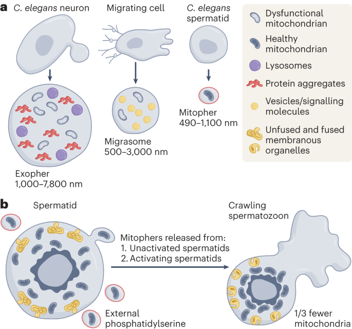 Sperm bud mitochondria to adjust the numbers