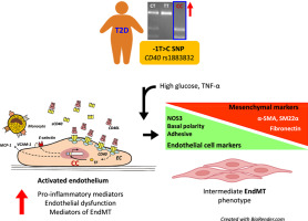 Impact of the -1T>C single-nucleotide polymorphism of the CD40 gene on the development of endothelial dysfunction in a pro-diabetic microenvironment
