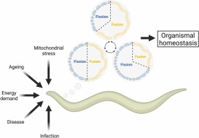 The mechanisms and roles of mitochondrial dynamics in C. elegans