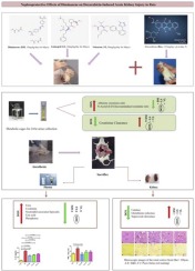 Nephroprotective effects of diminazene on doxorubicin-induced acute kidney injury in rats