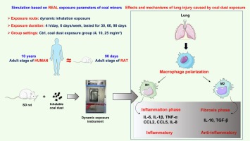 The role of macrophage polarization and related key molecules in pulmonary inflammation and fibrosis induced by coal dust dynamic inhalation exposure in Sprague-Dawley rats