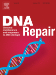 The impact of chromatin on double-strand break repair: Imaging tools and discoveries