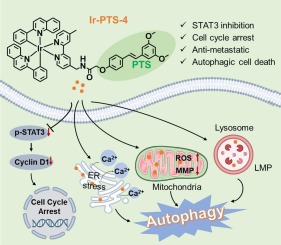 Cyclometalated iridium(III) complexes as anti-breast cancer and anti-metastasis agents via STAT3 inhibition