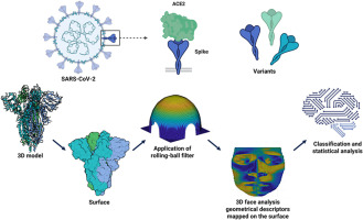 Understanding the contagiousness of Covid-19 strains: A geometric approach