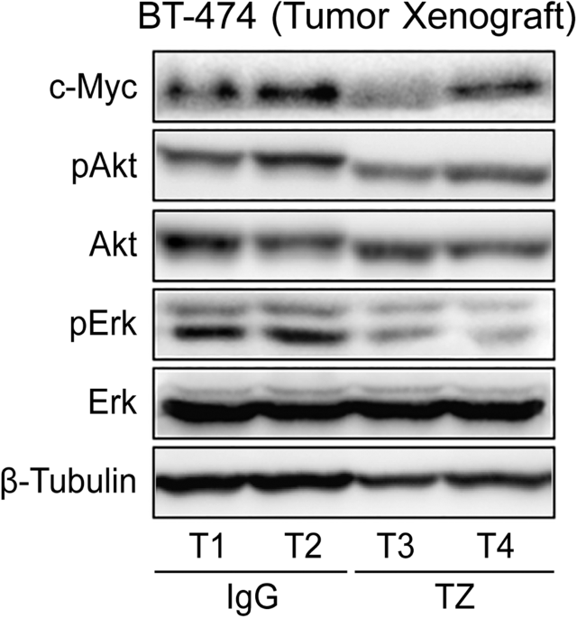Correction: MiR-16 mediates trastuzumab and lapatinib response in ErbB-2-positive breast and gastric cancer via its novel targets CCNJ and FUBP1