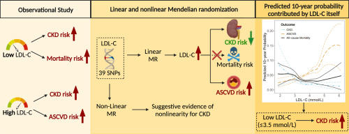 Investigating linear and nonlinear associations of LDL cholesterol with incident chronic kidney disease, atherosclerotic cardiovascular disease and all-cause mortality: A prospective and mendelian randomization study