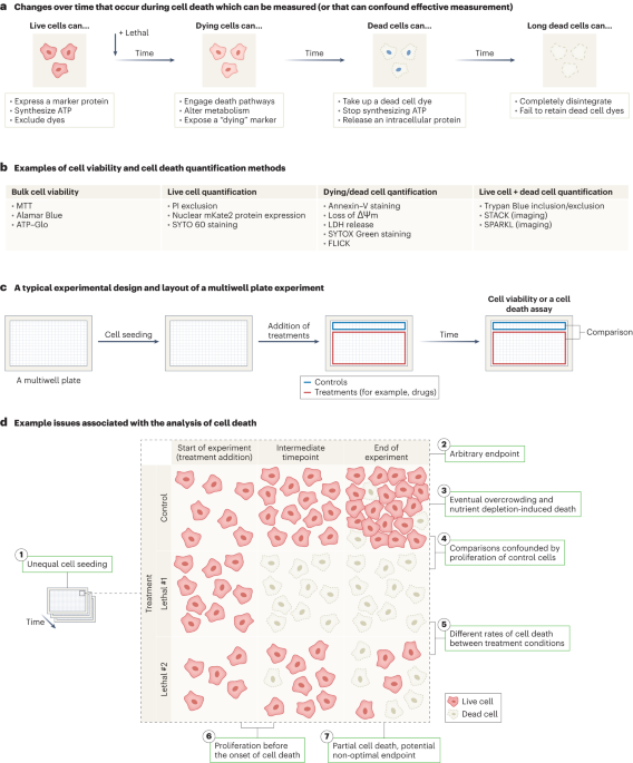 Quick tips for interpreting cell death experiments