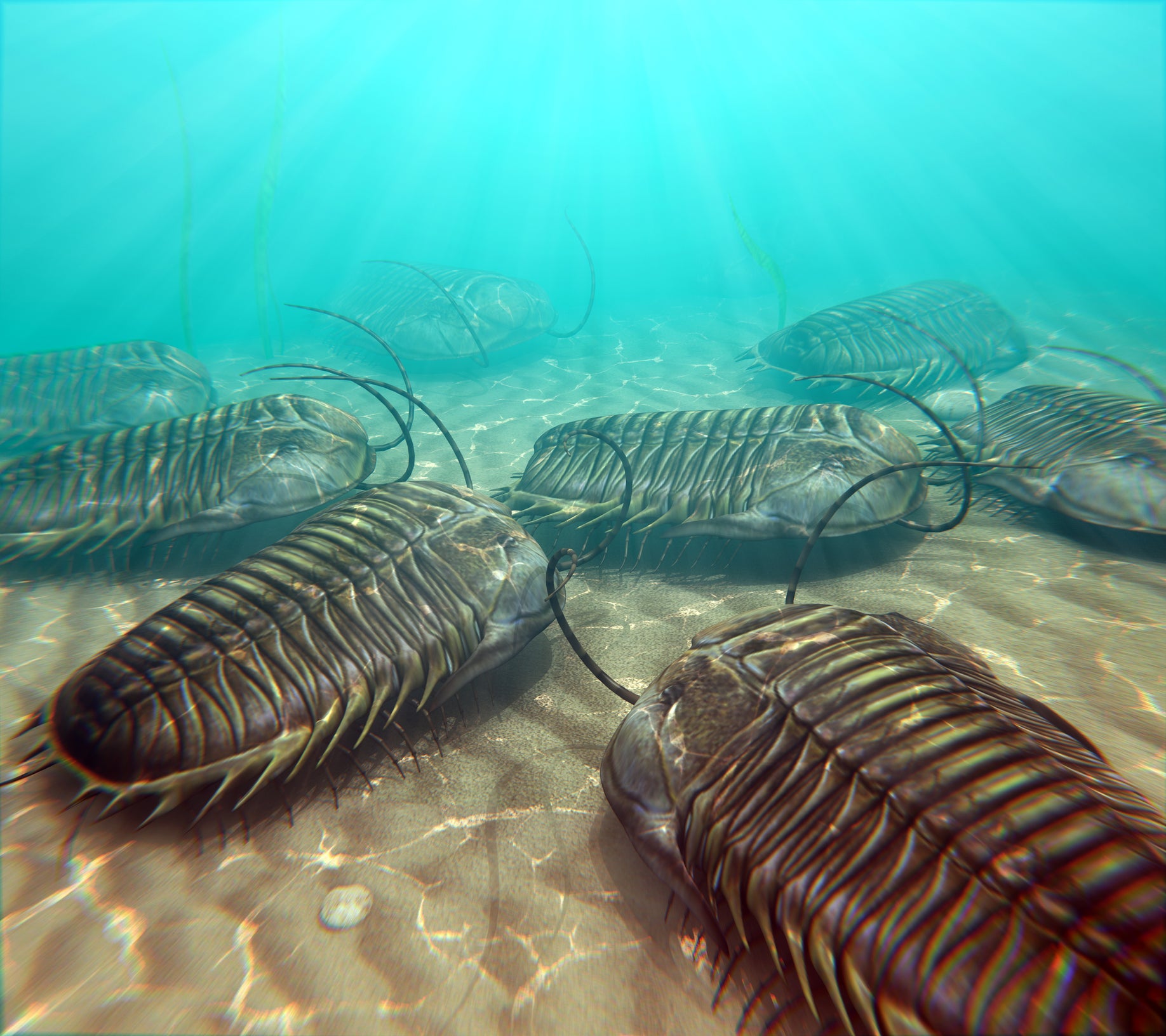 Trilobites rise from the ashes to reveal ancient map