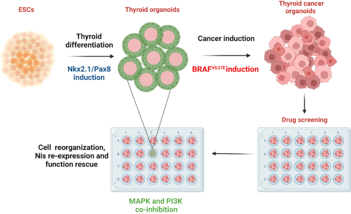 Dual targeting of MAPK and PI3K pathways unlocks redifferentiation of Braf-mutated thyroid cancer organoids