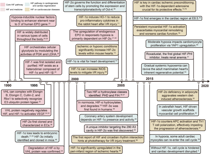Hypoxia-induced signaling in the cardiovascular system: pathogenesis and therapeutic targets
