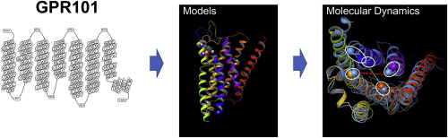 GPR101: Modeling a constitutively active receptor linked to X-linked acrogigantism