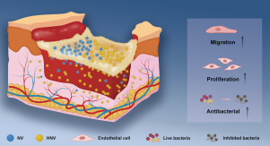Biomimetic hybrid nanovesicles improve infected diabetic wound via enhanced targeted delivery