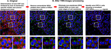 Quantitative image analysis of intracellular protein translocation in 3-dimensional tissues for pharmacodynamic studies of immunogenic cell death