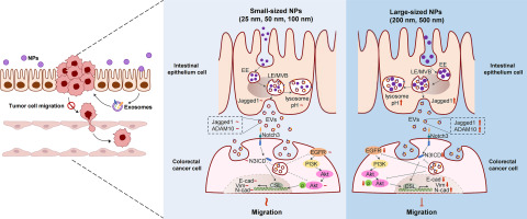 Remodeling of intestinal epithelium derived extracellular vesicles by nanoparticles and its bioeffect on tumor cell migration