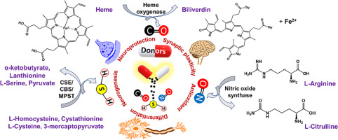 Strategies for gaseous neuromodulator release in chemical neuroscience: Experimental approaches and translational validation