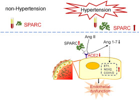 The association of SPARC with hypertension and its function in endothelial-dependent relaxation
