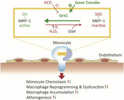 Macrophage-restricted overexpression of glutaredoxin 1 protects against atherosclerosis by preventing nutrient stress-induced macrophage dysfunction and reprogramming