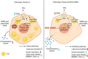 Nrf2 inhibition regulates intracellular lipid accumulation in mouse insulinoma cells and improves insulin secretory function