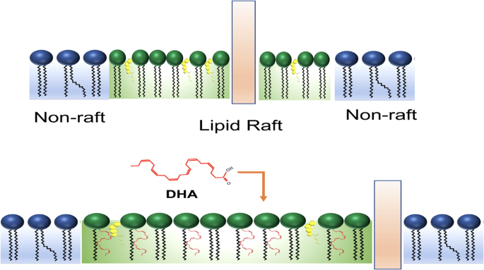 The role of polyunsaturated fatty acids in the neurobiology of major depressive disorder and suicide risk