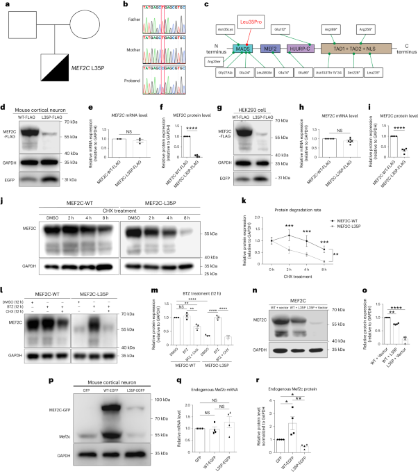 Whole-brain in vivo base editing reverses behavioral changes in Mef2c-mutant mice