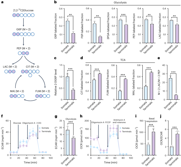 Aerobic glycolysis is the predominant means of glucose metabolism in neuronal somata, which protects against oxidative damage