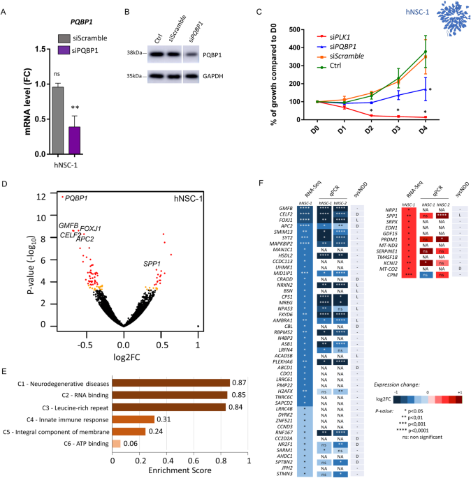Molecular consequences of PQBP1 deficiency, involved in the X-linked Renpenning syndrome