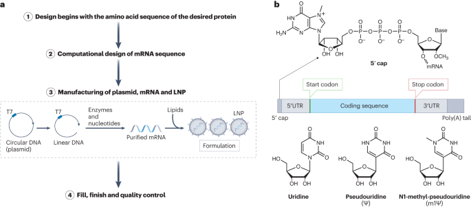 Tailor made: the art of therapeutic mRNA design