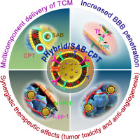 Targeted delivery of hybrid nanovesicles for enhanced brain penetration to achieve synergistic therapy of glioma