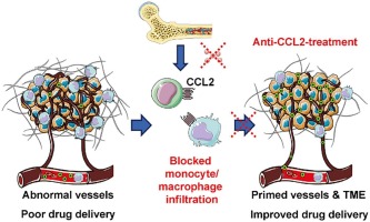 CCL2 chemokine inhibition primes the tumor vasculature for improved nanomedicine delivery and efficacy