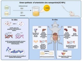 Green synthesis and characterization of an orally bioactive artemisinin-zinc nanoparticle with enhanced bactericidal activity