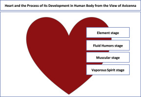Heart and the process of its development in the human body from the view of Avicenna