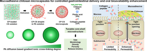 Mucoadhesive chitosan microcapsules for controlled gastrointestinal delivery and oral bioavailability enhancement of low molecular weight peptides