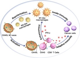 OX40L-expressing M1-like macrophage exosomes for cancer immunotherapy