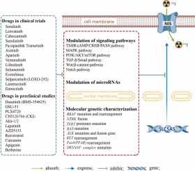 Radioiodine-refractory differentiated thyroid cancer: Molecular mechanisms and therapeutic strategies for radioiodine resistance
