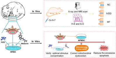 Melatonin alleviates oxidative stress-induced injury to nucleus pulposus-derived mesenchymal stem cells through activating PI3K/Akt pathway